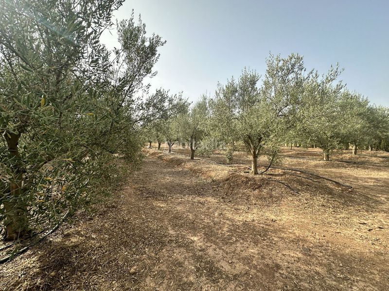 Foto f0fa0a95-1a29-4cef-a733-91c86a6f5333. Xalet amb calefacció a Sot De Ferrer