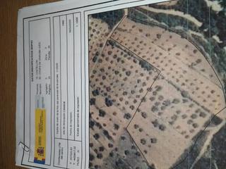 Finca rústica a Coves de Vinromà (les). Masia y terreno en les coves de vinromà