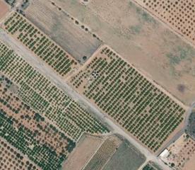 Finca rústica a Torreblanca. Terreno en plena producción