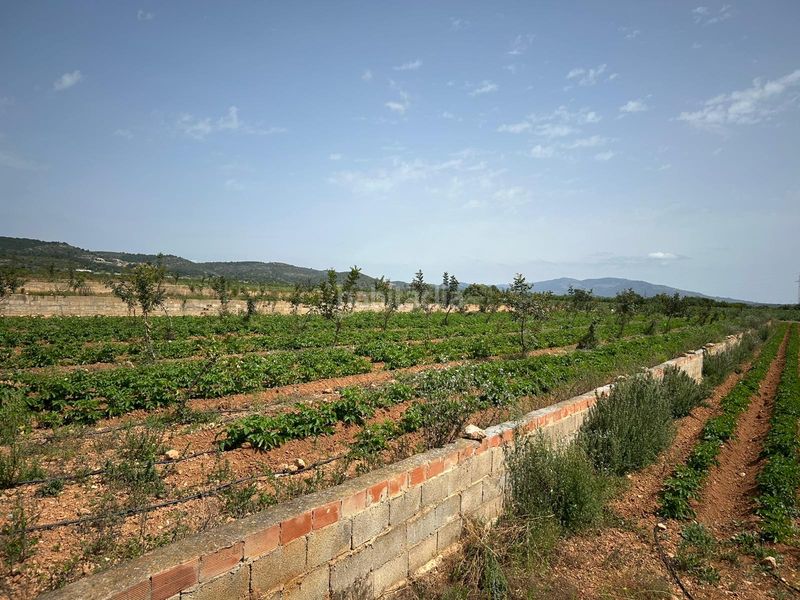 Foto 5a31fe5c-ff20-4ae3-829e-6f0324f73a41. Finca rústica a Torreblanca