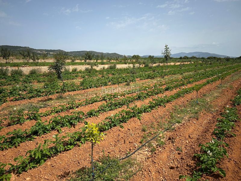 Foto 673a99f0-9d15-4343-94ae-0c784726bf21. Finca rústica a Torreblanca