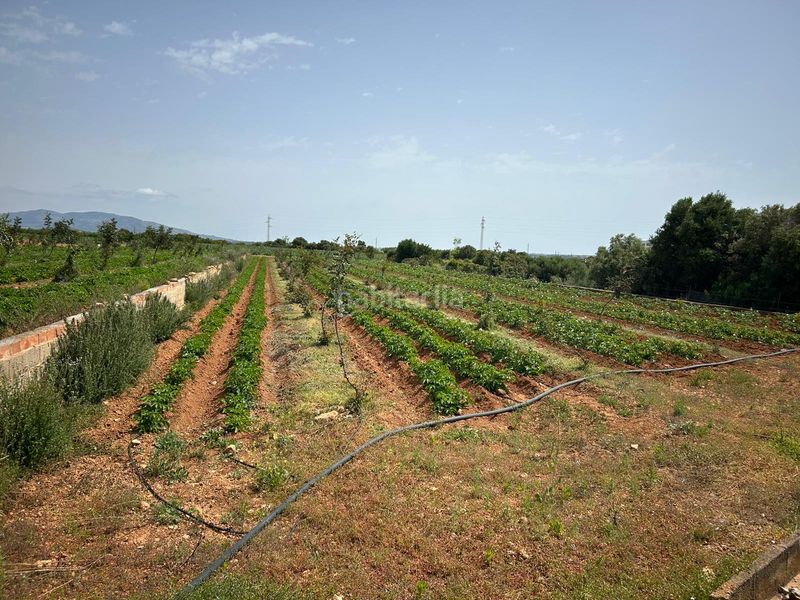 Foto 6eadae8c-64b1-4d33-a50f-ea8751d573ed. Finca rústica a Torreblanca