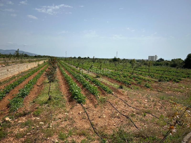 Foto a217b46e-06a1-4ded-892f-b128eff5532a. Finca rústica a Torreblanca