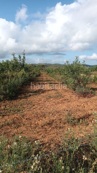 Foto bf840f93-510b-4f07-8fa0-fa930267fd9b. Finca rústica a Torreblanca