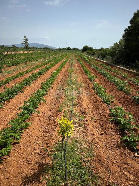 Foto e6215c37-b859-4494-9371-7efc0ef84448. Finca rústica a Torreblanca