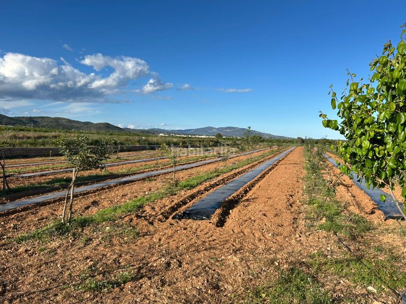 Foto f9e315ea-4abe-4304-8b05-24735e6e84ef. Finca rústica a Torreblanca
