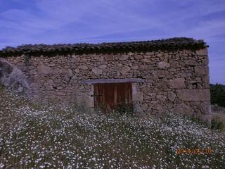 Finca rústica a Barrado. Parcela de 1/2 hectarea en barrado(jerte)
