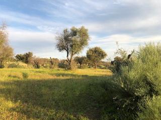 Finca rústica a Aldea del Cano