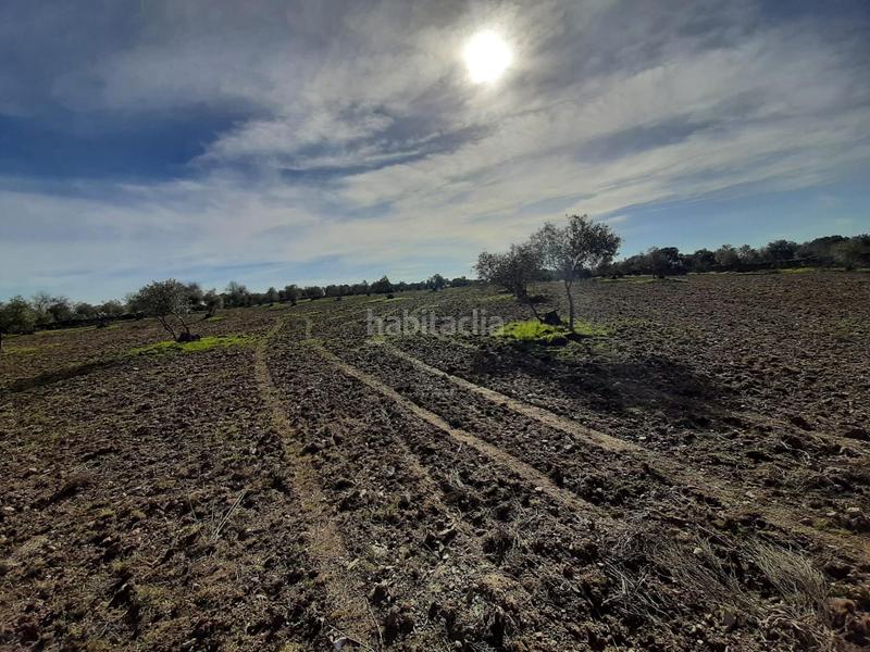 Foto 88ba5d72-129a-4d4d-a27a-1a12a0cdfd85. Finca rústica a Botija