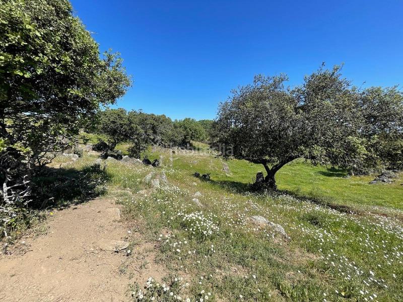 Foto 269414d4-e7ca-4152-8267-8ddc68de63ce. Finca rústica a Garrovillas