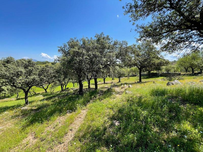 Foto d21cc833-6d14-444d-91e2-5adc32e83cd9. Finca rústica a Garrovillas