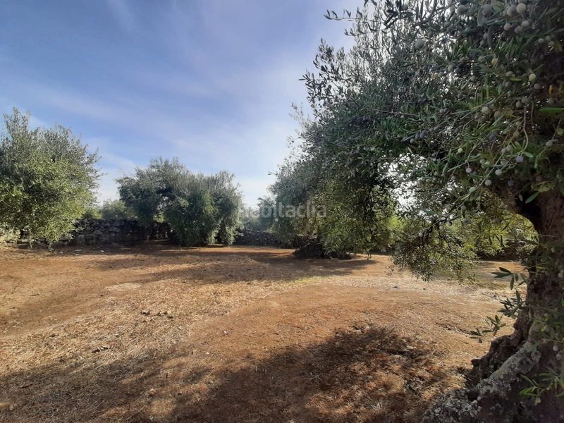 Foto 03ab2f7f-6b75-4fef-b530-d4d7746f77cc. Finca rústica a Torre de Santa María