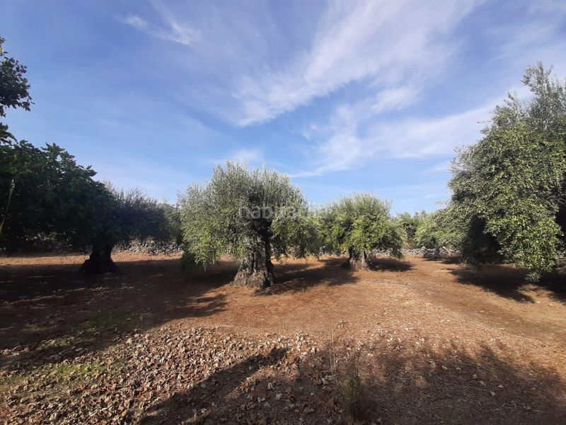 Foto 18227542-5395-46d7-bdd7-d8f072bc837f. Finca rústica a Torre de Santa María