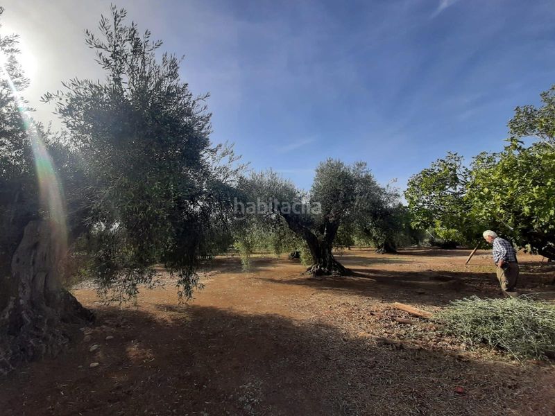 Foto 7587d13b-bd57-4d66-bfb8-a0ef78538d78. Finca rústica a Torre de Santa María