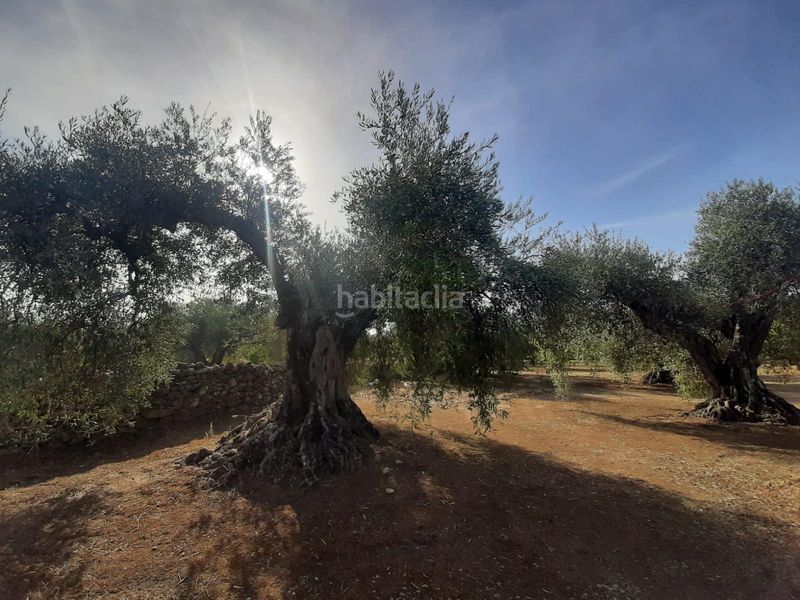 Foto 890c3a2d-f3a0-4681-a024-0c5f10892e58. Finca rústica a Torre de Santa María