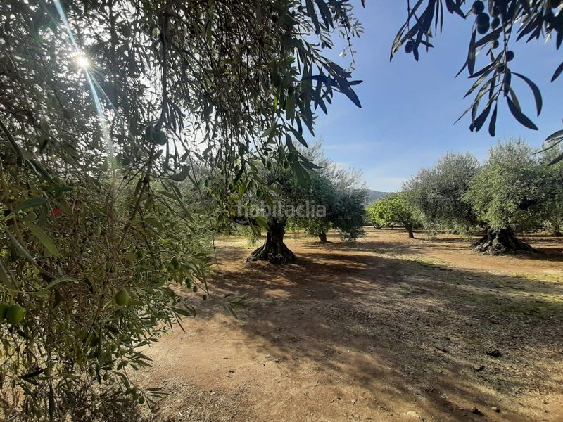 Foto b3cd977b-a4db-4ee6-99c3-66ccd3cc9e29. Finca rústica a Torre de Santa María