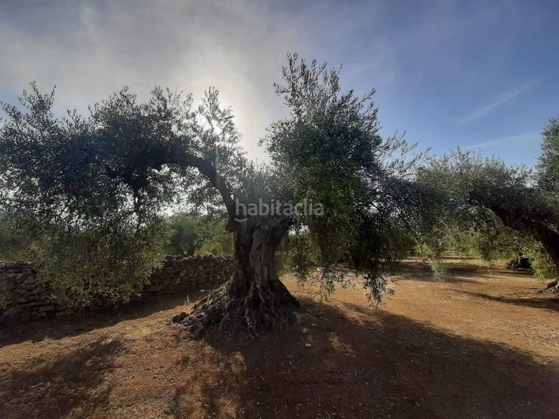 Foto ef28ce72-cf5a-45e6-a5eb-7cc7404ed02d. Finca rústica a Torre de Santa María