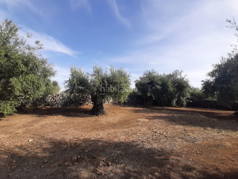 Foto f9eaa941-4de1-45bc-9924-36f2e4e5b5cf. Finca rústica a Torre de Santa María