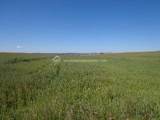 Rural plot in Valdesalor - Rincón de Ballesteros