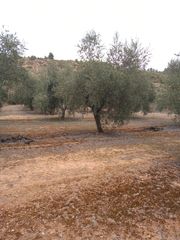 Landgut in Cervià de les Garrigues. Finca rústica