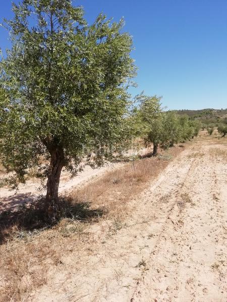 Foto 70895a6c-aa18-4f39-9d47-dae01f3681eb. Propriété dans Albagés (L´)