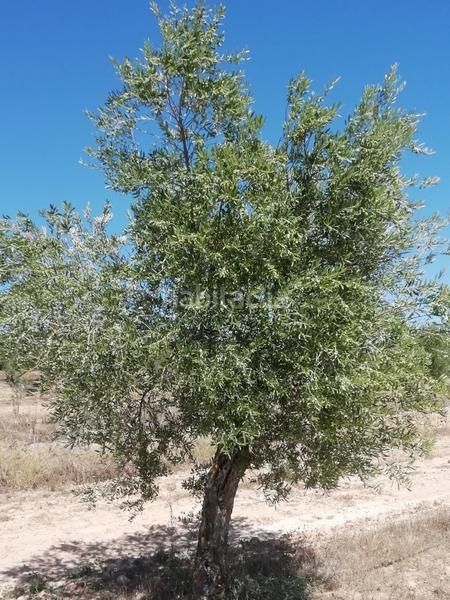 Foto c7839bf6-d908-4417-8e92-9cf20386838f. Propriété dans Albagés (L´)