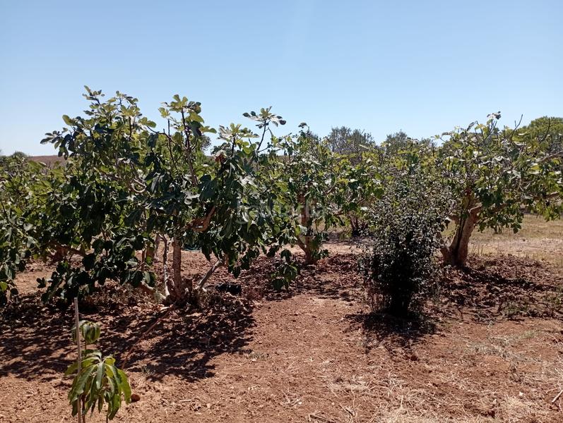 Foto eb3ef55a-edc6-4e77-8649-377d056134fa. Bauernhof mit heizung in Puerto Deportivo Chipiona