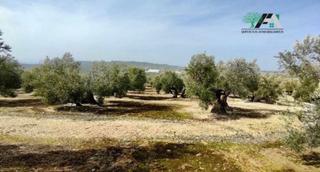 Finca rústica  Carretera córdoba-valencia. Terreno en venta en regajo, úbeda