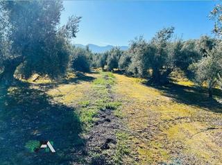 Finca rústica a Úbeda. Terreno en venta en carretera pedro marín s/n, bedmar y garcíez