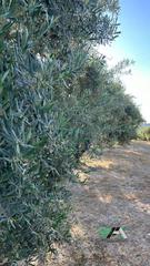 Finca rústica a Begíjar. Terreno en venta en las delicias, begijar