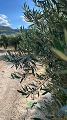 Finca rústica a Baeza. Terreno en venta en delicias, begijar