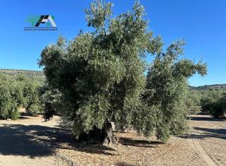 Finca rústica  Calle de la magdalena. Terreno en venta en el gordal, baeza