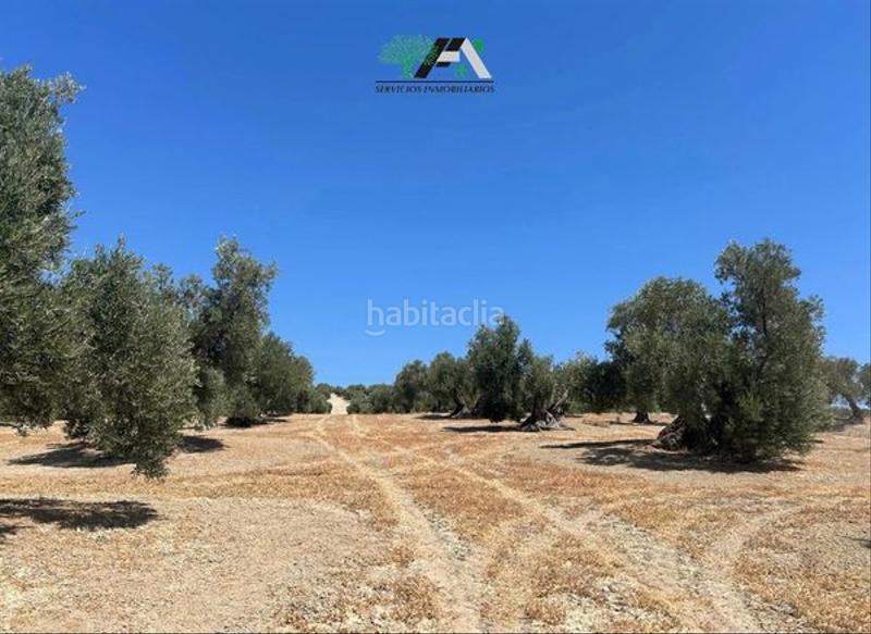 Foto 1977efc7-3299-4f05-90b1-c03e1cc36196. Finca rústica terreno en venta en cuesta lazaricos, en Baeza