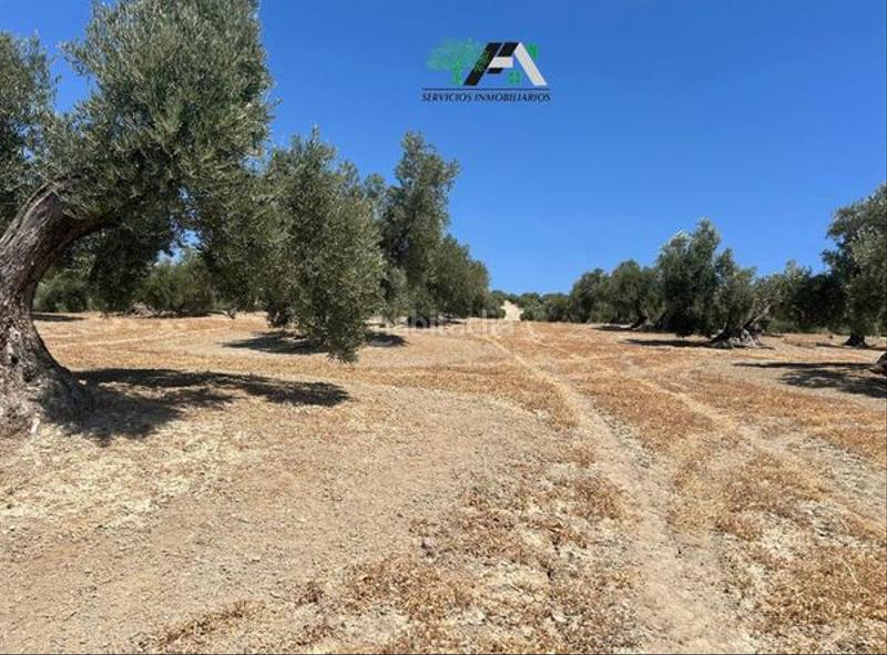 Foto 24bbeaee-971d-418e-8304-03fbc0112669. Finca rústica terreno en venta en cuesta lazaricos, en Baeza