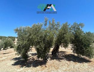 Finca rústica a Baeza. Terreno en venta en cuesta lazaricos, baeza