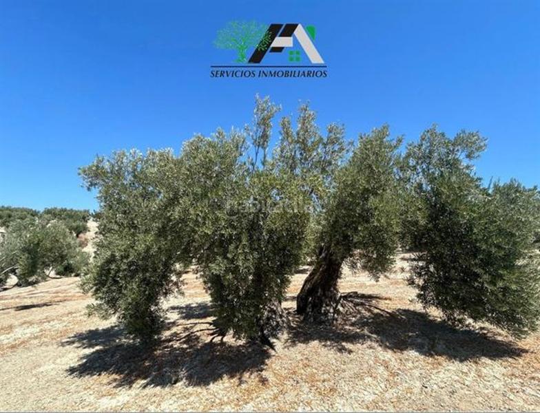 Foto cc2ba233-a526-4df1-92f6-e452d319d0e6. Finca rústica terreno en venta en cuesta lazaricos, en Baeza