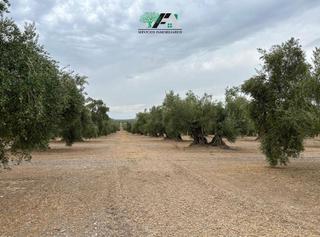 Finca rústica  Calle poniente obispo-cl h. Terreno en venta en puente del obispo, baeza