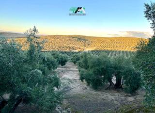 Finca rústica  Calle andres garcia godoy o nueva. Terreno en venta en cerro gallo, ibros.
