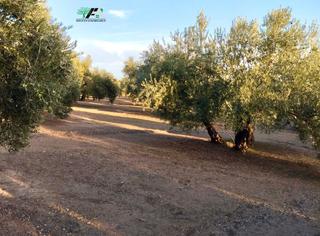Finca rústica  Travesia de linares. Terreno en venta en maragato plateras, torreblascopedro.