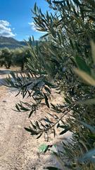 Finca rústica  N/a. Terreno en venta en zarzuela s/n, úbeda.