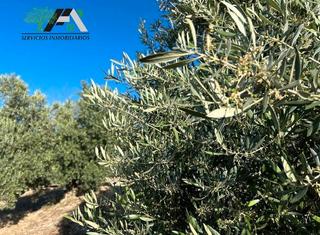 Finca rústica  N/a. Terreno en venta en cerro fanegas s/n, baeza.