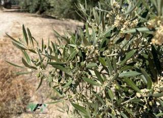 Finca rústica  N/a. Terreno en venta en camino cuadros, begijar.