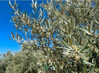 Finca rústica  N/a. Terreno en venta en pilar largo, bedmar y garcíez.