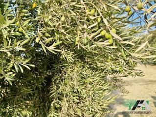 Finca rústica  N/a. Terreno en venta en sombrerete, baeza.