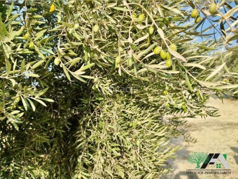 Foto 07769d45-d4e4-4cdb-9b85-10f3c578d10f. Finca rústica terreno en venta en sombrerete, . en Baeza