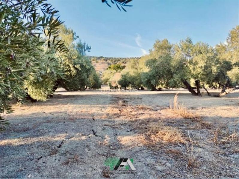 Foto ab0df7bd-14bf-495e-a5c2-e7e46996b297. Finca rústica a Baeza