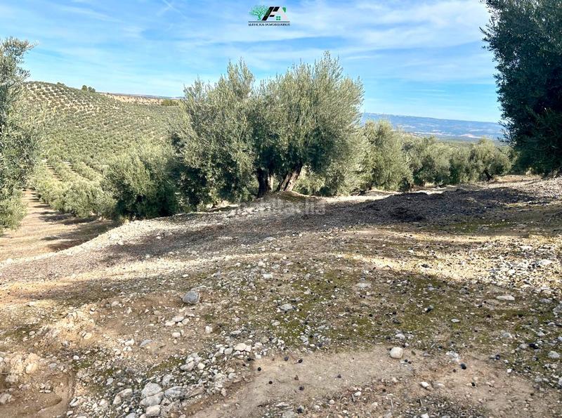 Foto 6fa17dca-d4fa-4c2e-9f00-2e8033cd6352. Rural plot in Jimena