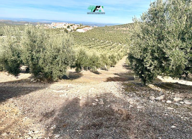 Foto 89cdc795-06e5-4815-9b5a-dc7e7810e332. Rural plot in Jimena