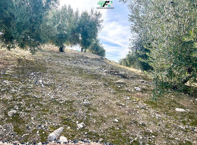 Foto be58d066-6ff1-4d11-ac30-7771f3f2b59a. Rural plot in Jimena