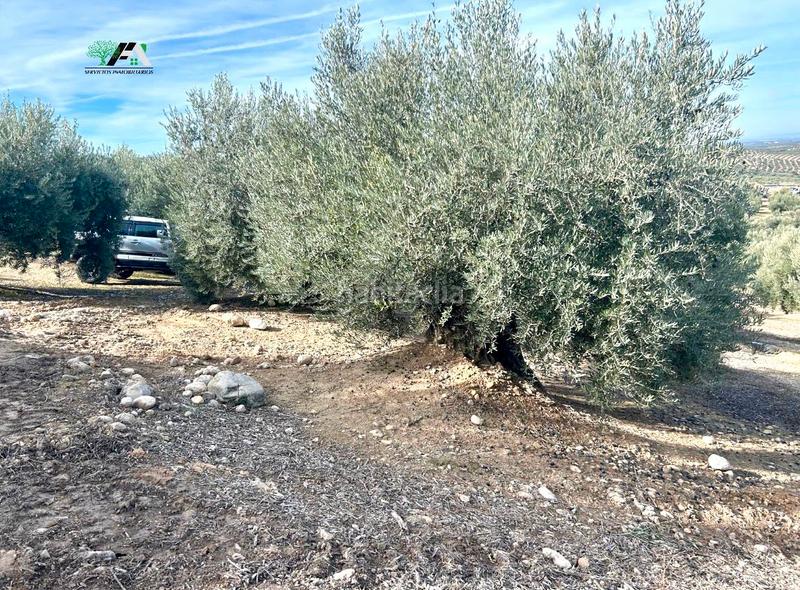 Foto c4f04a26-a152-49d9-a3a1-75a99e004725. Rural plot in Jimena